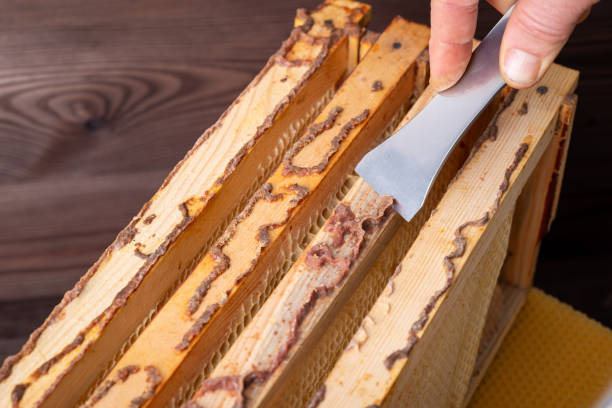 propolis seškrabování